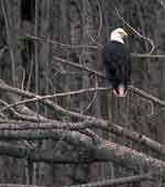 bald eagle in tree