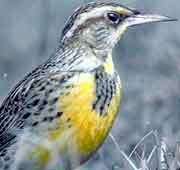 eastern meadowlark eastern meadowlark