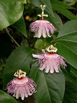 purple passion flower