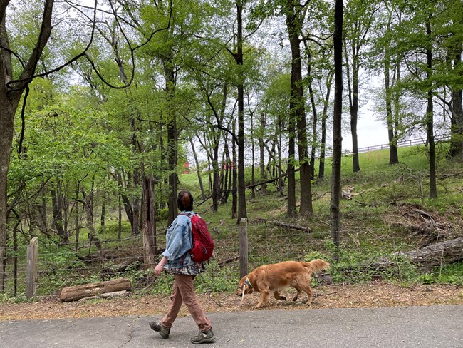 A person walks their leashed golden retriever through the woods