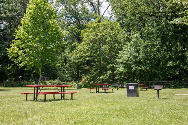 A grassy area with trees, picnic tables, and grills.