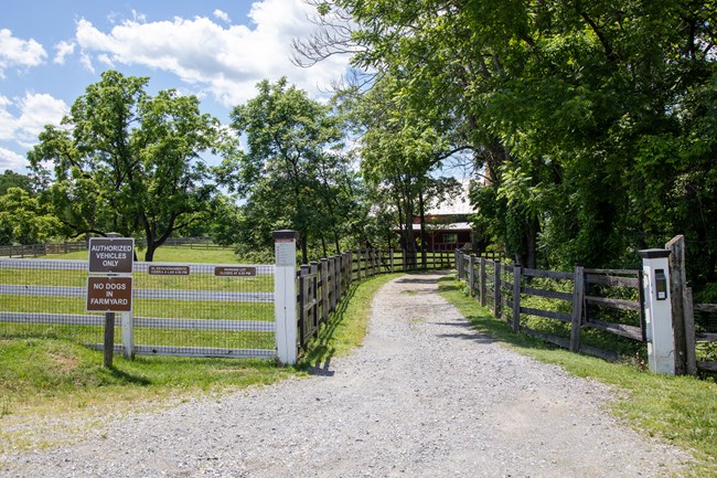 A gravel road cutting through a field lined with fences and trees.
