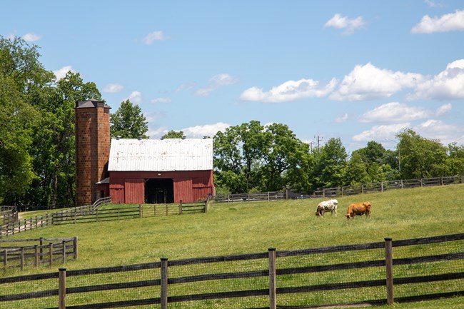 Two cows graze in a grassy field next to a red barn and a brick silo.