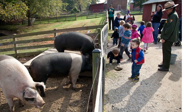 steph-and-pigs