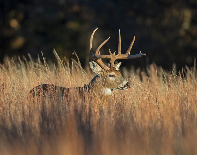 a large antler whitetail deer standing still in a field of long grass.