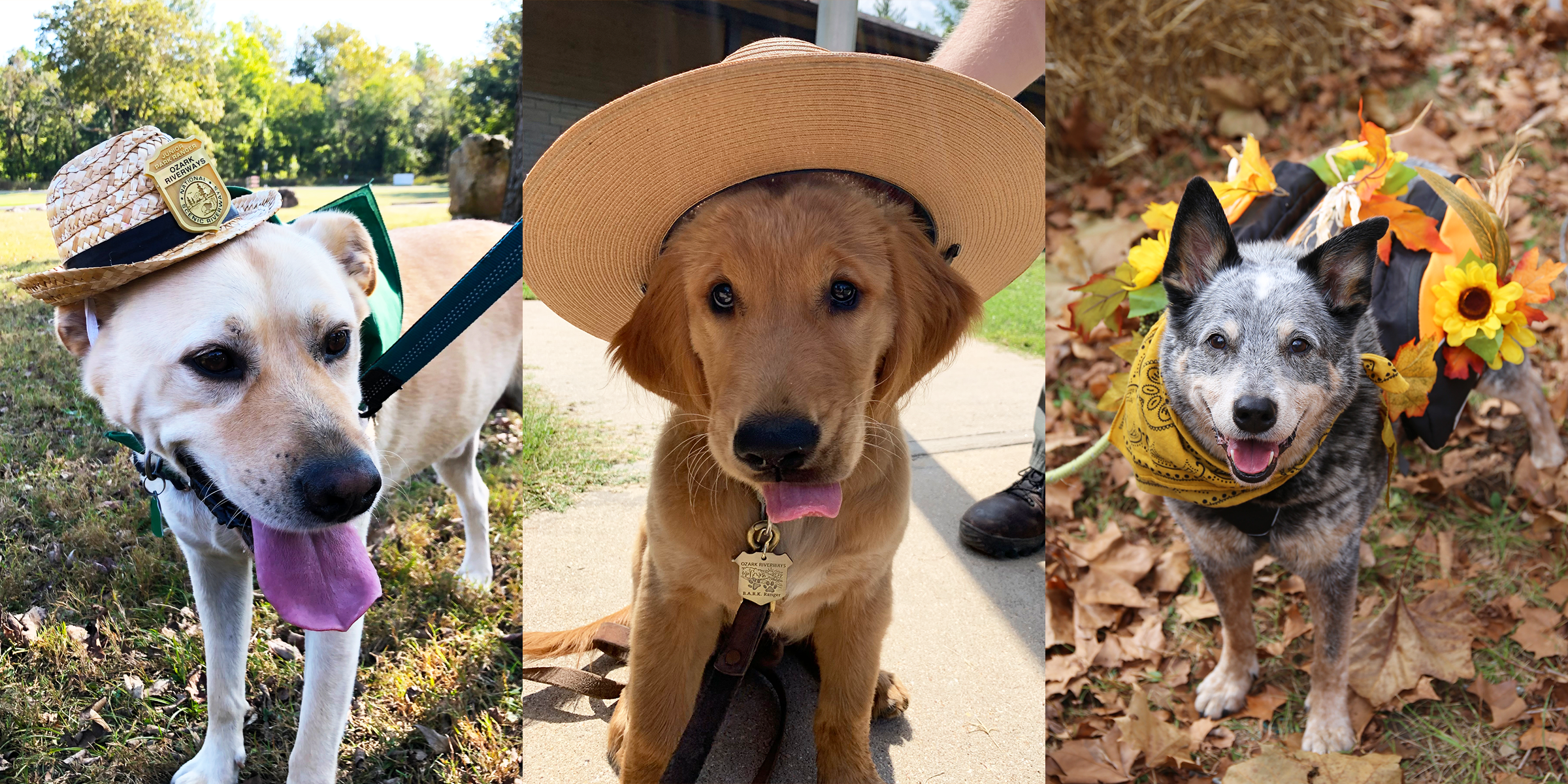 Three dogs sit in various settings. They look at the camera with their mouths open.