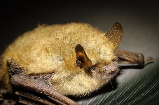 a little brown bat up close