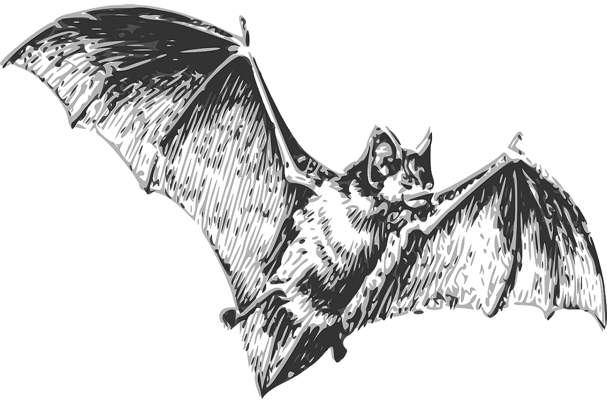 a bat black and white drawing