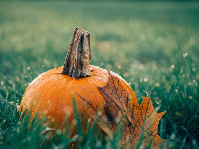 a orange pumpkin in the grass with fall leaf
