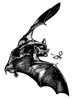 lt= Little brown bat