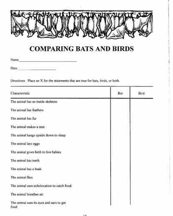 Bats and Birds worksheet