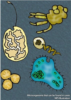 Cave micro-organisms