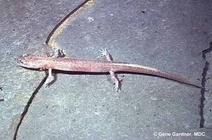 Grotto salamander
