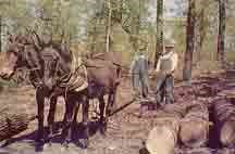 Mules pulling logs the old fashioned way