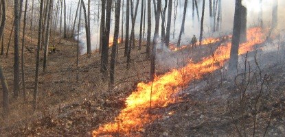 a fire line burns in the woods with nps firefighters onlooking a fire line burns in the woods with nps firefighters onlooking