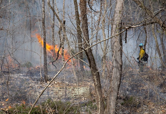 A wildland firefighter standing in a brushy forest with flames and smoke.