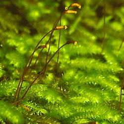 Photo of mossy growth on rock