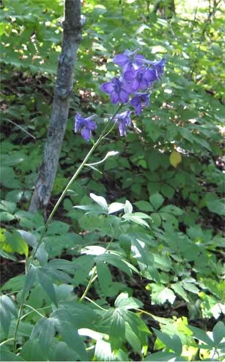 Tall Larkspur with large purple flowers Tall Larkspur with large purple flowers