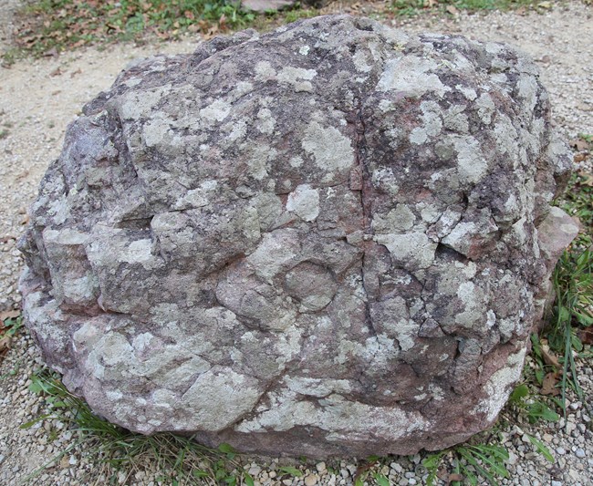 lichens growing on rhyolite rock