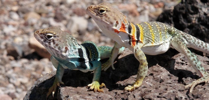 Two collared lizards on rock, one is greenish and other is yellow