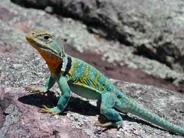 a greenish collared lizard on a rock