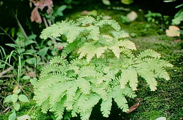 a bright green maidenhair fern