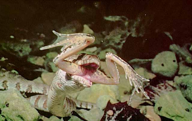 Picture of a snake eating a frog Picture of a snake eating a frog