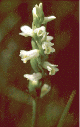 Early lady's tresses with small white flowers