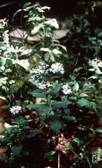 Forked aster with white blooms