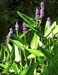 blooming pickerel weed with purple flowers