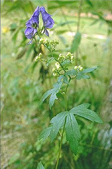 Monkshood with tall stem and purple flowers that look like a hood