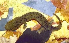 Ozark hellbender
