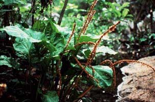 Plantain with brown fibers extending out from heart shaped leaf