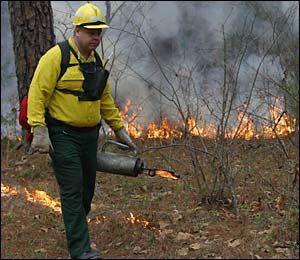 a nps firefighter with a drip torch sets an an area of forest on fire