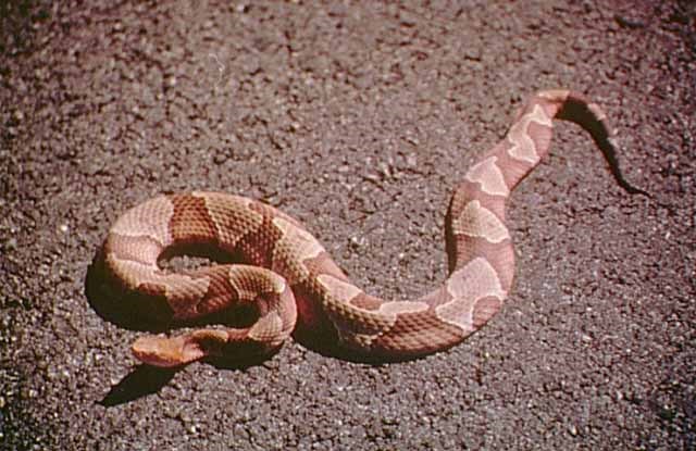Image of a copperhead
