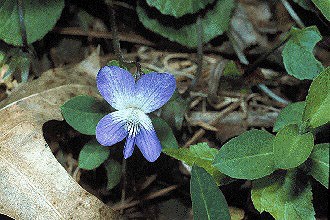 a purple flower of the marsh violet