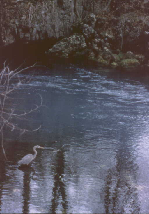 Photo of a great blue heron in Round Spring Photo of a great blue heron in Round Spring