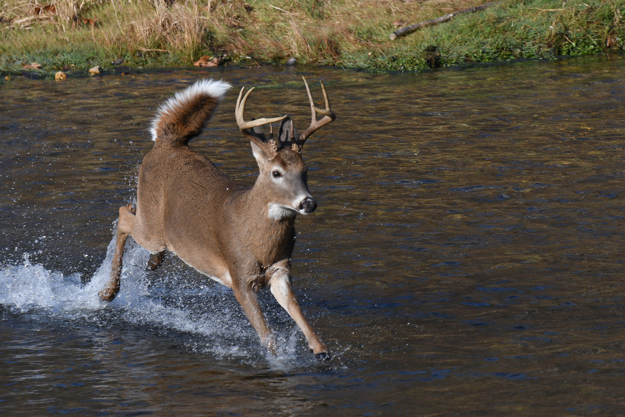 Whitetail Deer on the Jacks Fork River A whitetail deer bounds across a shallow river.