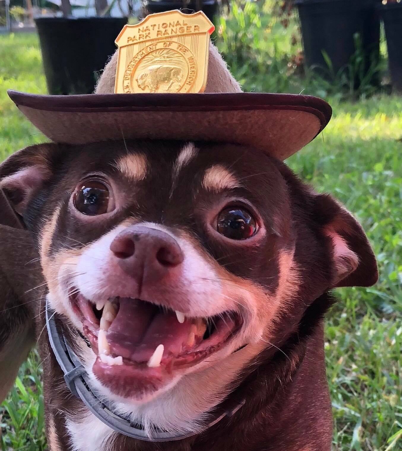 a small brown dog with a hat on and ranger badge