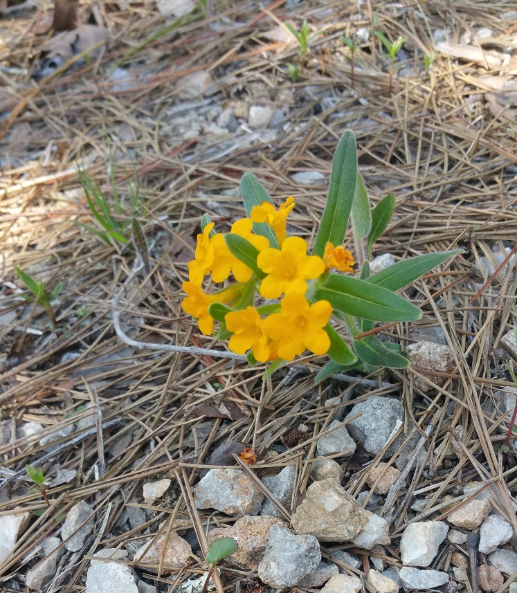 Hoary puccoon