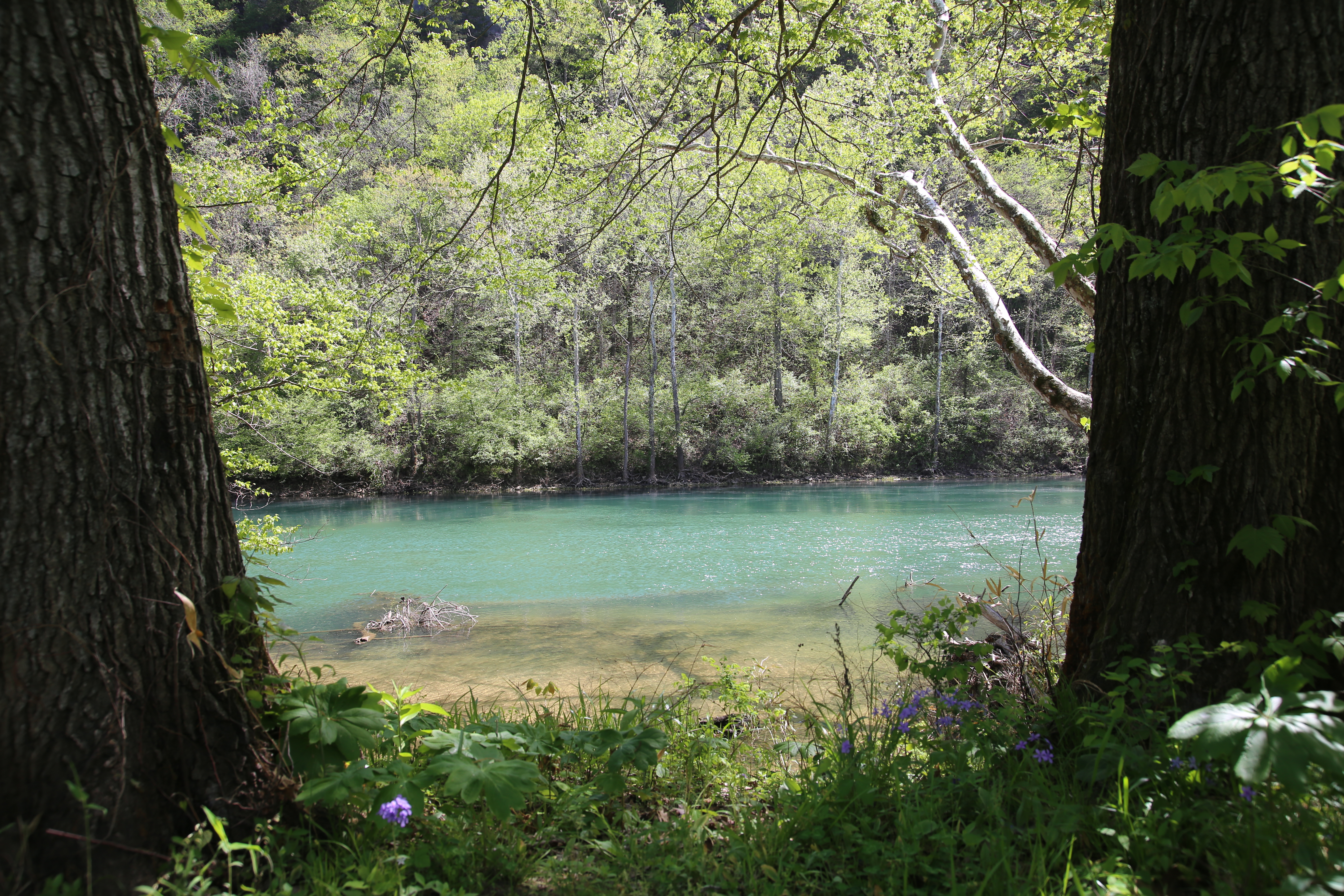 A beautiful blue river with green trees along its edge. Spring wildflowers are in bloom.