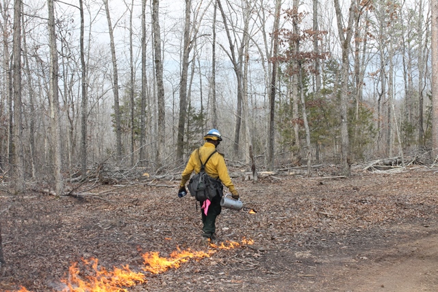 wildland firefighter with torch setting back fire