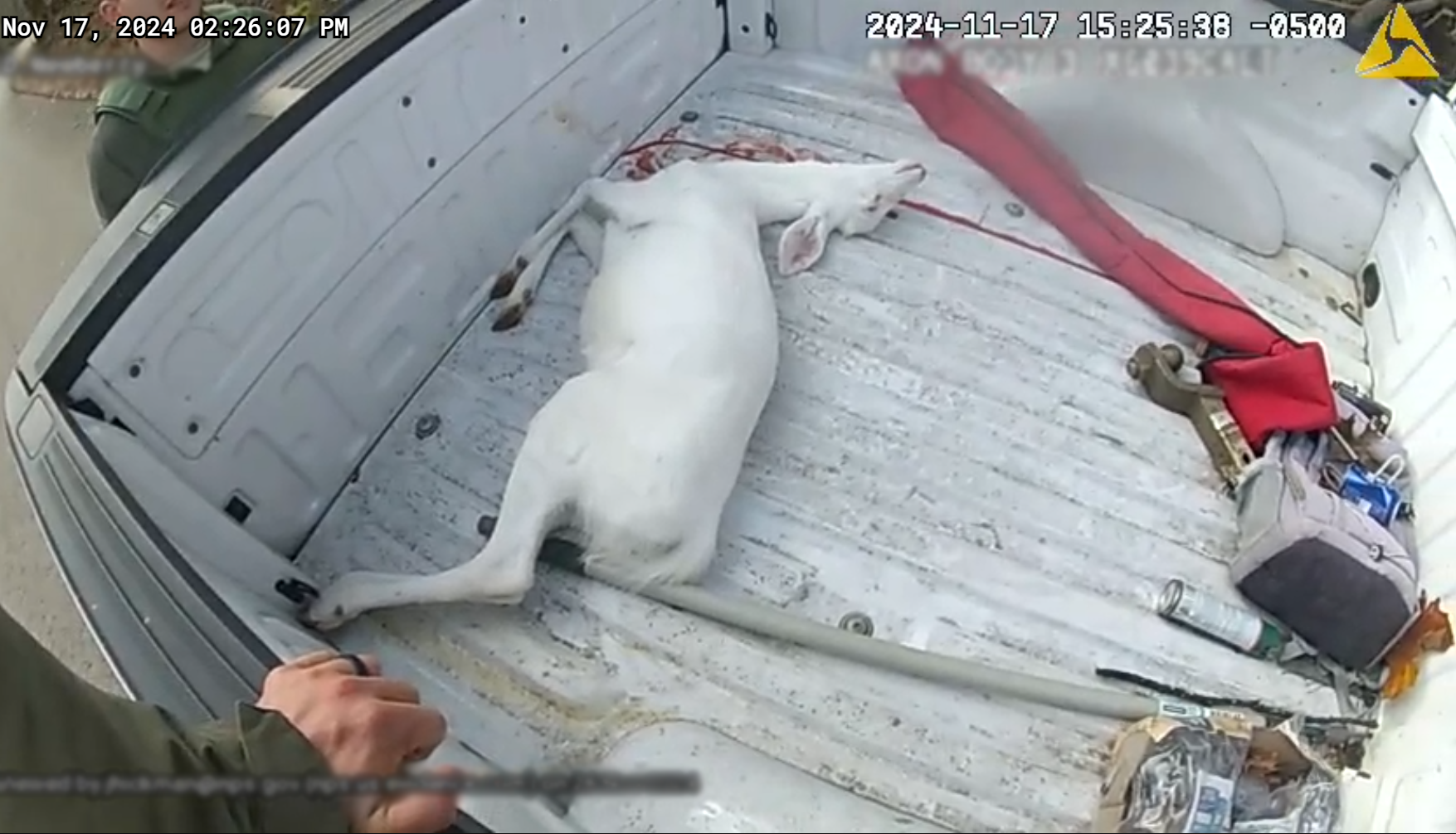 A dead, white-tailed deer with all-white fur lies dead in a pickup truck bed.