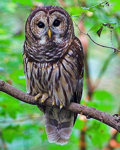 a barred owl on a limb