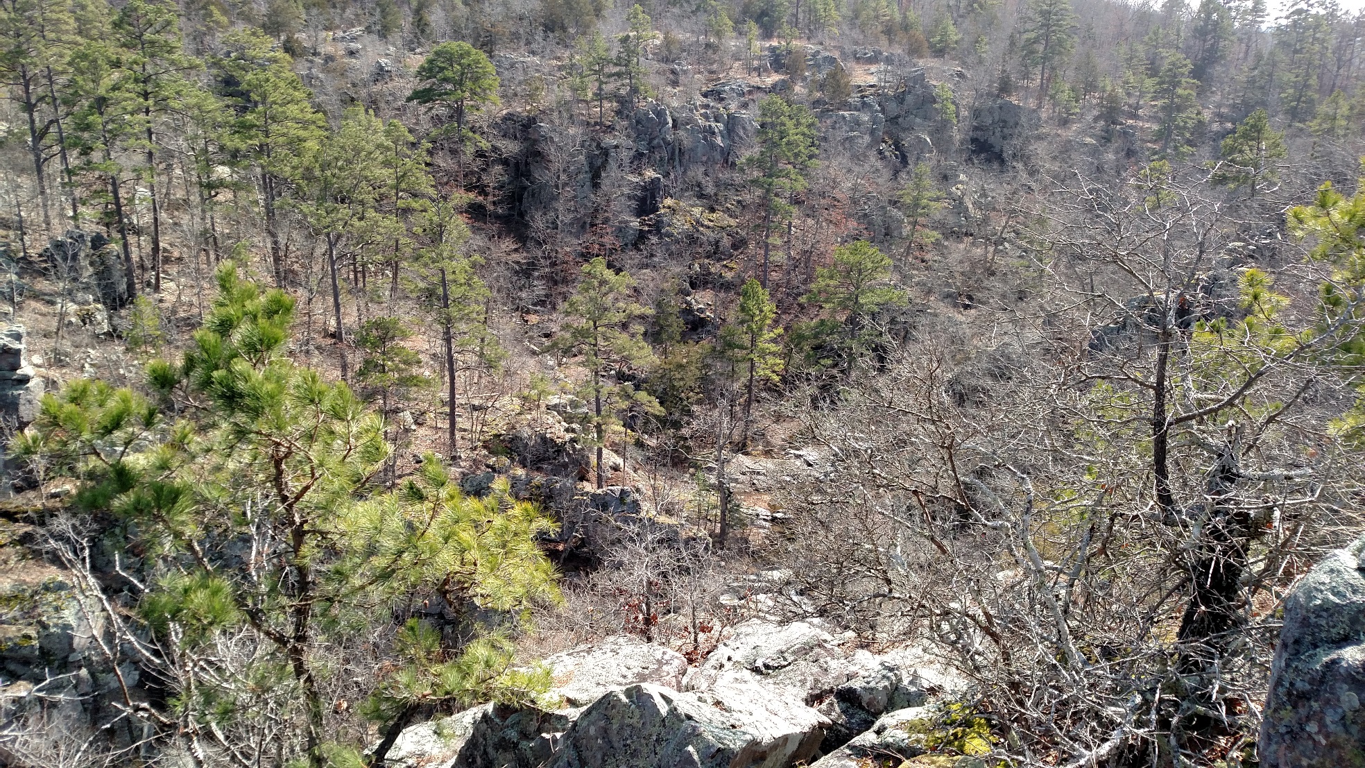 A view down into a deep rock canyon with pine trees interspersed