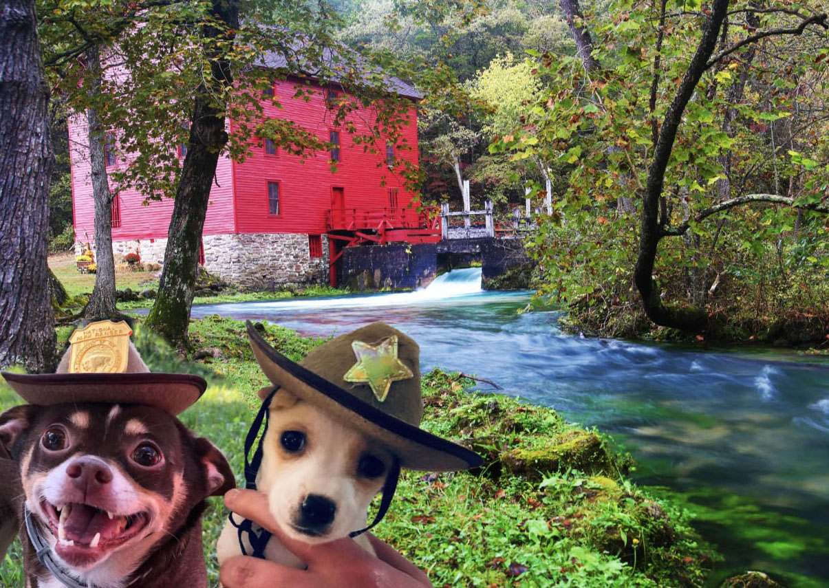 two small dogs in hats in front of alley mill