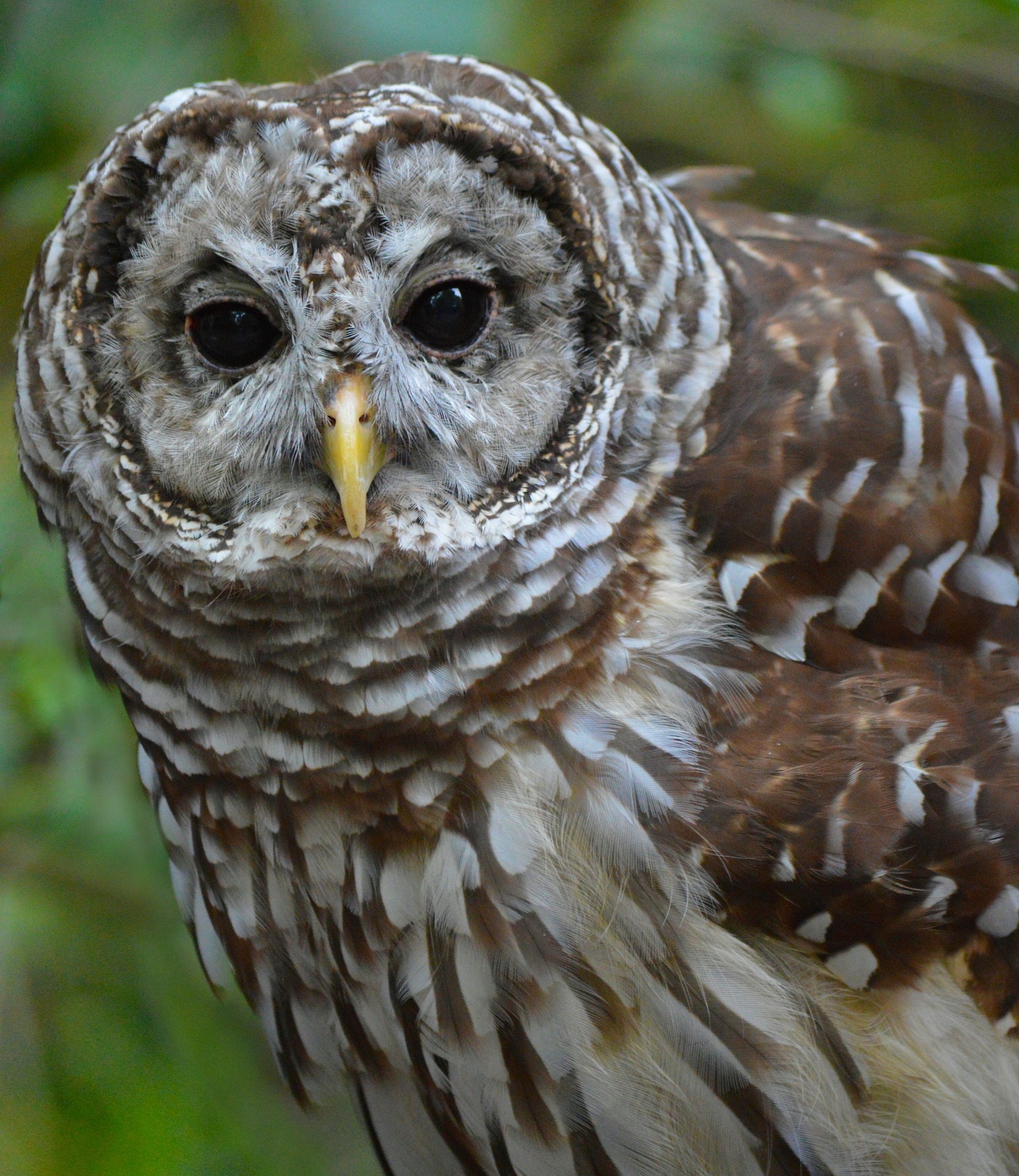 A barred owl with grey/brown/white feathers close up facing camera with eyes open