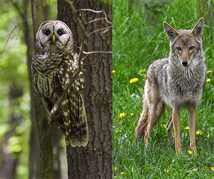 A side by side photo of a barred owl and coyote up close, owl is on the left and coyote is on the right.