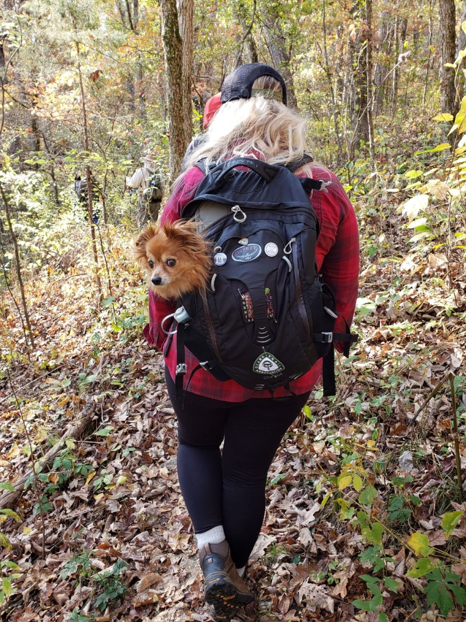 A hiker walks through a wooded forest with a backpack and in the backpack is a small dog zipped up with only its head showing.