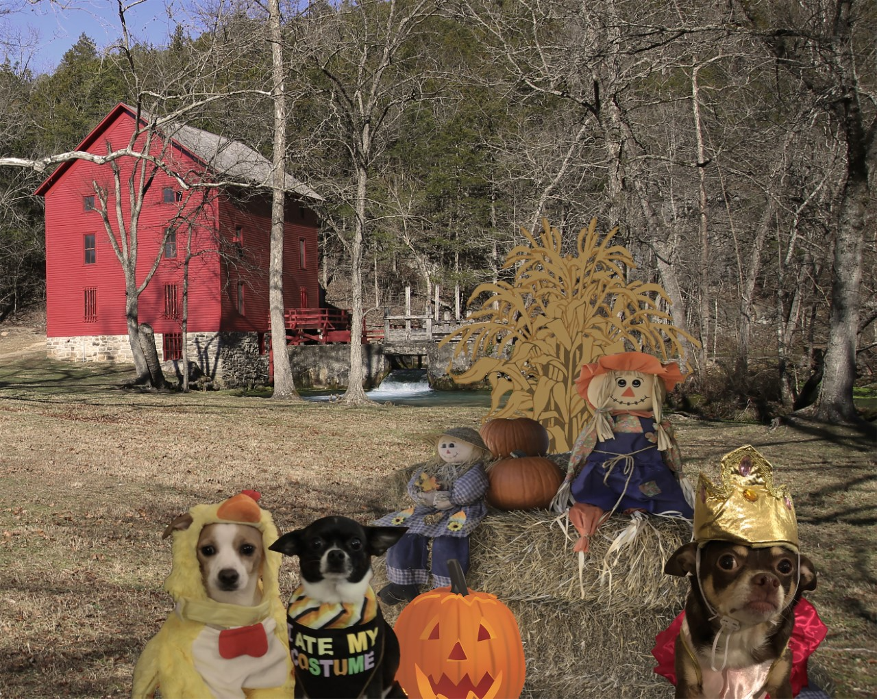 downloadasdfasfdaf Alley Mill with photo shopped dogs in Halloween costumes by a haybale with pumpkins and scarecrows